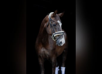Hannover, Castrone, 12 Anni, 174 cm, Sauro scuro