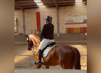 Hannover, Castrone, 12 Anni, 175 cm