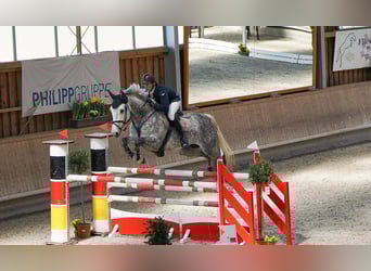 Hannover, Castrone, 12 Anni, 179 cm, Grigio