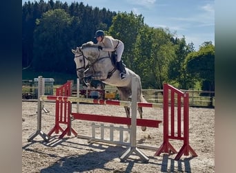 Hannover, Castrone, 12 Anni, 180 cm, Grigio