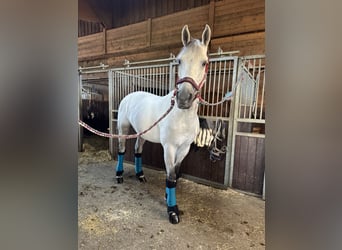 Hannover, Castrone, 13 Anni, 158 cm, Bianco