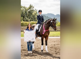 Hannover, Castrone, 13 Anni, 163 cm, Baio ciliegia