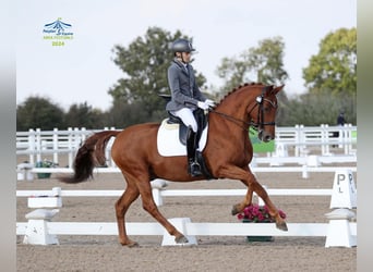 Hannover, Castrone, 13 Anni, 163 cm, Sauro scuro