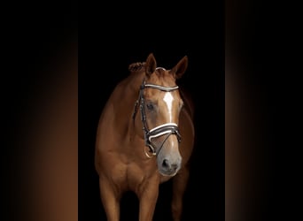 Hannover, Castrone, 13 Anni, 168 cm, Sauro