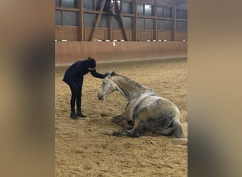 Hannover, Castrone, 13 Anni, 169 cm, Grigio pezzato
