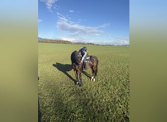 Hannover, Castrone, 13 Anni, 170 cm, Baio