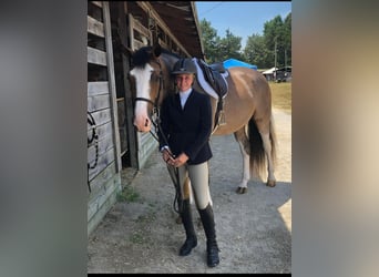 Hannover, Castrone, 13 Anni, 170 cm, Baio ciliegia