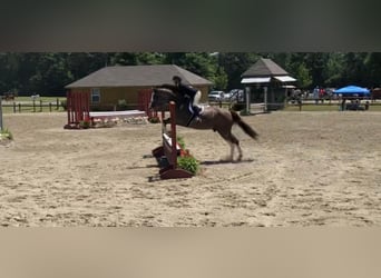 Hannover, Castrone, 13 Anni, 170 cm, Baio ciliegia