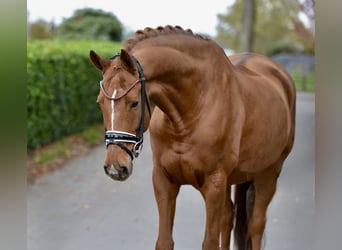 Hannover, Castrone, 13 Anni, 173 cm