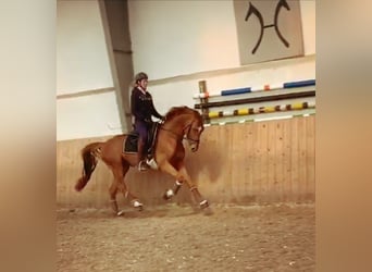 Hannover, Castrone, 14 Anni, 166 cm, Sauro