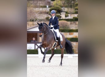 Hannover, Castrone, 14 Anni, 168 cm, Baio scuro