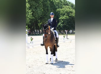 Hannover, Castrone, 14 Anni, 168 cm, Baio scuro