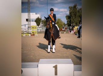 Hannover, Castrone, 14 Anni, 168 cm, Baio scuro