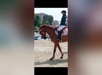 Hannover Mix, Castrone, 14 Anni, 169 cm, Sauro