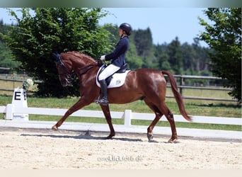 Hannover, Castrone, 14 Anni, 171 cm, Sauro scuro