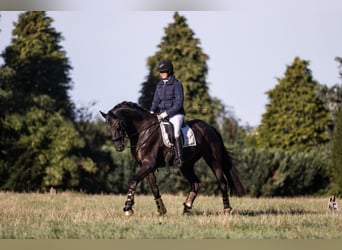 Hannover, Castrone, 14 Anni, 172 cm, Morello