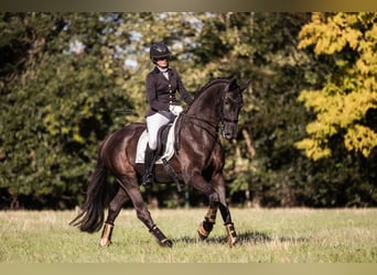 Hannover, Castrone, 14 Anni, 172 cm, Morello