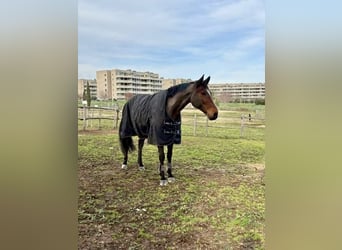 Hannover, Castrone, 14 Anni, 175 cm, Baio