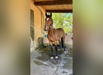 Hannover, Castrone, 14 Anni, 175 cm, Baio