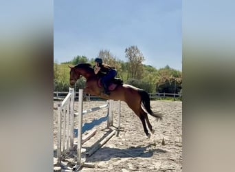 Hannover, Castrone, 14 Anni, 175 cm, Baio