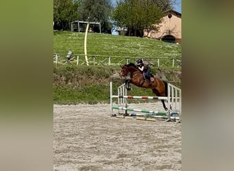 Hannover, Castrone, 14 Anni, 175 cm, Baio