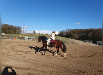 Hannover, Castrone, 14 Anni, 176 cm, Baio scuro