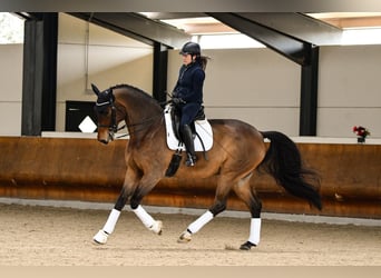 Hannover, Castrone, 14 Anni, 180 cm, Baio