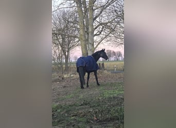 Hannover, Castrone, 14 Anni, 183 cm, Morello