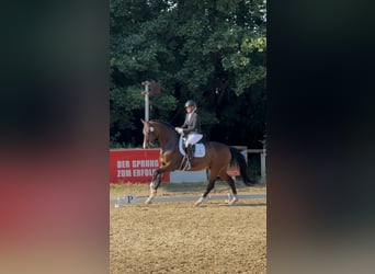 Hannover, Castrone, 15 Anni, 167 cm, Baio scuro