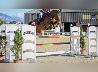 Hannover, Castrone, 15 Anni, 168 cm, Baio