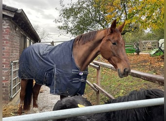 Hannover, Castrone, 15 Anni, 175 cm, Sauro