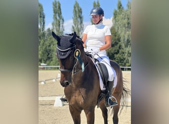 Hannover, Castrone, 15 Anni, Baio nero