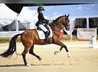 Hannover, Castrone, 16 Anni, 168 cm, Baio