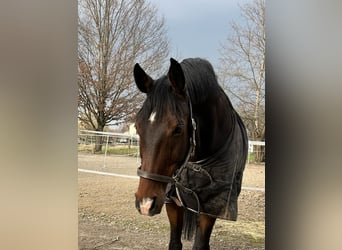 Hannover, Castrone, 16 Anni, 170 cm