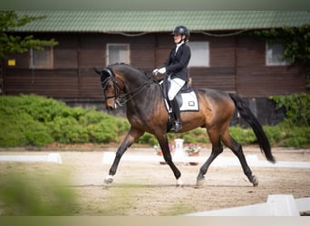 Hannover, Castrone, 16 Anni, 174 cm, Baio scuro