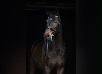Hannover, Castrone, 16 Anni, 174 cm, Baio scuro