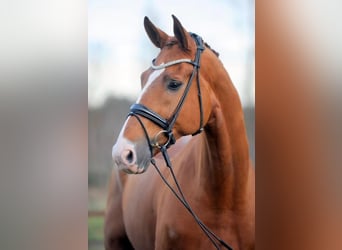 Hannover, Castrone, 16 Anni, 179 cm, Sauro