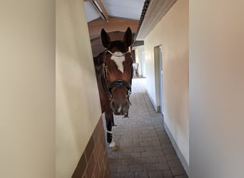 Hannover, Castrone, 16 Anni, 180 cm, Baio