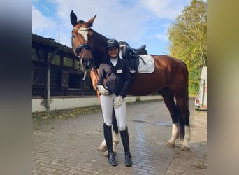 Hannover, Castrone, 16 Anni, 180 cm, Baio