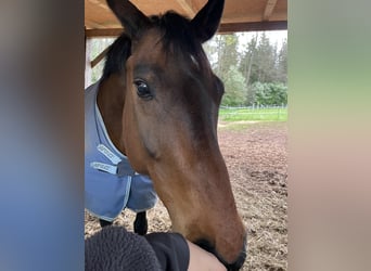 Hannover, Castrone, 17 Anni, 162 cm, Baio