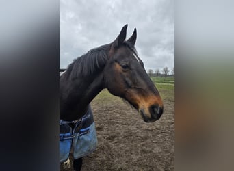 Hannover, Castrone, 17 Anni, 166 cm, Baio scuro