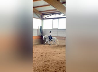 Hannover, Castrone, 17 Anni, 169 cm, Bianco