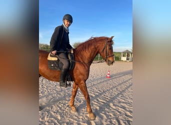 Hannover, Castrone, 17 Anni, 174 cm, Baio scuro