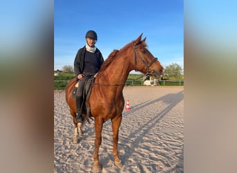 Hannover, Castrone, 17 Anni, 174 cm, Baio scuro