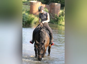 Hannover, Castrone, 19 Anni, 165 cm, Baio scuro