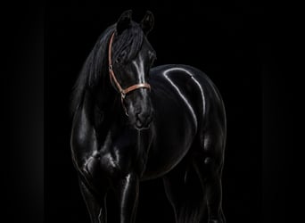 Hannover, Castrone, 1 Anno, 170 cm, Morello