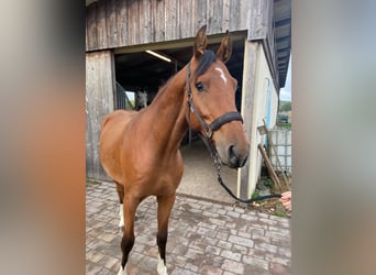 Hannover, Castrone, 2 Anni, 154 cm, Baio