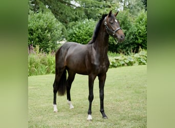 Hannover, Castrone, 2 Anni, 165 cm, Morello