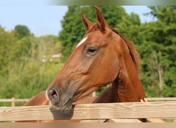 Hannover, Castrone, 2 Anni, 165 cm, Sauro