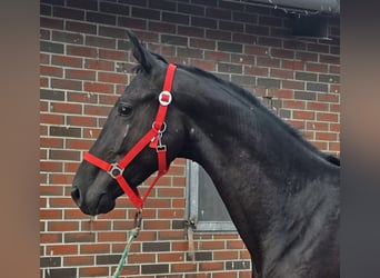 Hannover, Castrone, 2 Anni, 168 cm, Morello